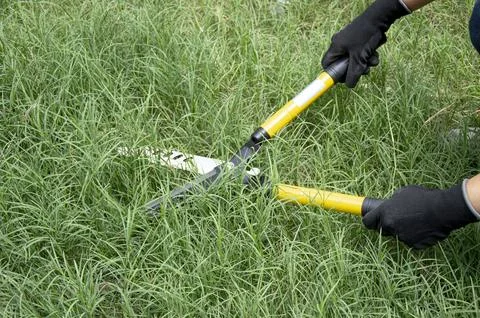 A farmer uses scissors to cut the grass on the ground. Stock Photos