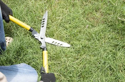 Farmer uses scissors to cut grass on the ground, yellow scissors Stock Photos