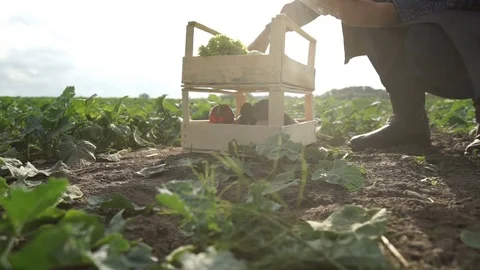 Farmer uses a tablet computer on a field Video stock 82351138