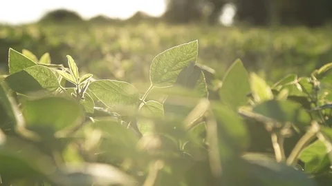 Farmer uses a tablet computer on a soy field Stock Footage