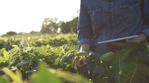 Farmer uses a tablet computer on a soy field. Slow motion Stock Footage 83855494