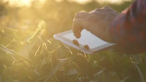 Farmer uses a tablet computer on a soy field Stock Footage 93449741