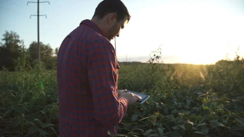Farmer uses a tablet computer on a soy field Video stock 115435388