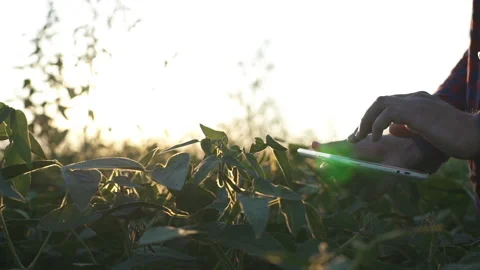 Farmer uses a tablet computer on a soy field Stock Footage 117238944