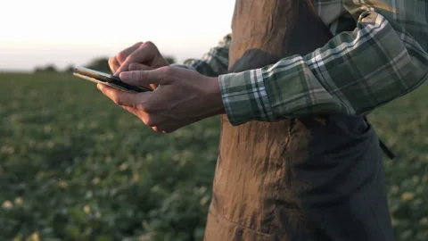 Farmer uses a tablet computer on a soy field. Stock Footage 137013003