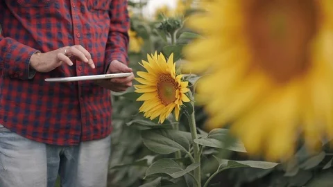 A farmer uses a tablet computer on a sunflower field Stock Footage 92363399