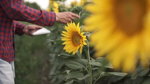 Farmer uses a tablet computer on a sunflower field Video stock 103320888