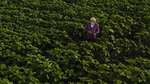Farmer uses a tablet computer on a sunflowers field. Smart farming concept Stock Footage 112217001