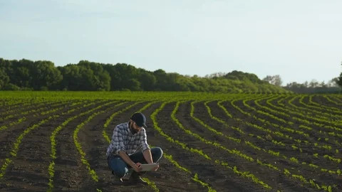 Farmer uses tablet in the field of young sunflower Stock Footage 108553383