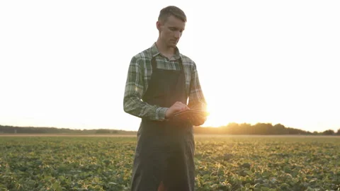 A farmer uses a tablet in a soybean field. Stock Footage 136523364