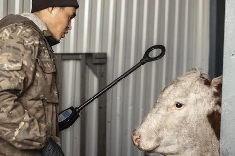 Farmer using a digital scanner on a cow demonstrates how technology helps to Stock Photos