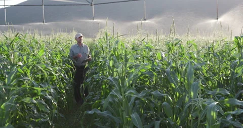 Farmer using digital tabled and inspecting irrigated cornfield Stock Footage 61259550