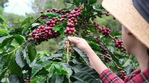 Farmer using digital tablet and checking ripe coffee beans at coffee plantation. 動画素材 222672331