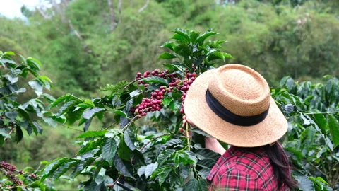 Farmer using digital tablet and checking ripe coffee beans at coffee plantation. 스톡 동영상 222673034