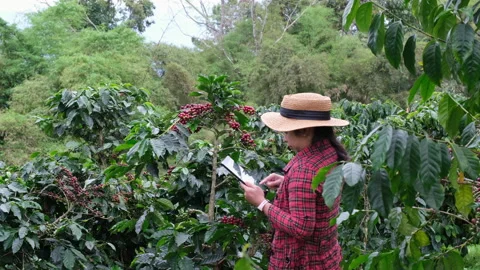 Farmer using digital tablet and checking ripe coffee beans at coffee plantation. Видео 222677219