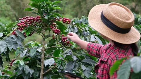 Farmer using digital tablet and checking ripe coffee beans at coffee plantation. Stock Footage 222678159