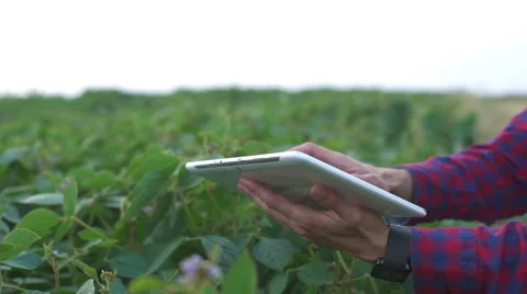 Farmer using digital tablet computer in cultivated soybean crops field, modern Stock Footage 66882872