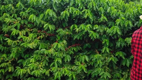 Farmer using digital tablet computer and examining cultivated coffee field Stock Footage 88100402