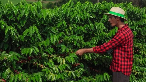 Farmer using digital tablet computer and examining cultivated coffee field Stock Footage 88100416