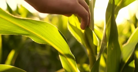 Farmer using digital tablet computer in corn field, modern technology Video stock 111817747