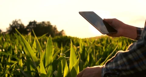Farmer using digital tablet computer in corn field, modern technology Stock Footage