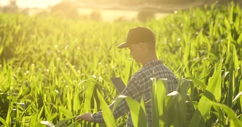 Farmer using digital tablet computer, cultivated corn plantation in background Stock Footage 112055791