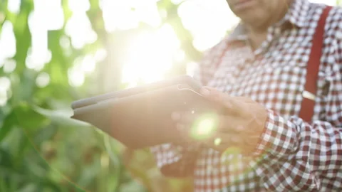Farmer using digital tablet computer in corn field at sunset. Corn in the Stock Footage 194576459
