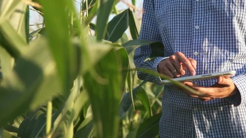 Farmer using digital tablet in corn field Stock Footage 78671555