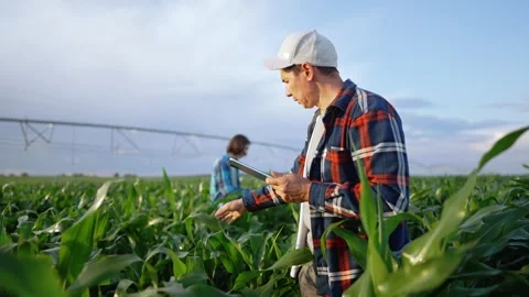 Farmer using digital tablet in green corn field at sunset. Focused farmer Stock-Footage 346826182