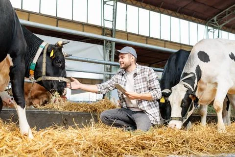 Farmer using a digital tablet to inspect cows at a cattle farm Stock Photos