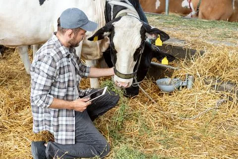 Farmer using a digital tablet to inspect cows at a cattle farm Foto stock