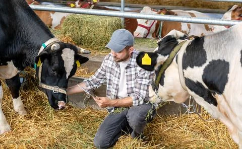 Farmer using a digital tablet to inspect cows at a cattle farm Stock Photos