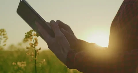 Farmer Using Digital Tablet in Rapeseed Field at Sunset Stock Footage 308127107