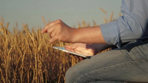 Farmer using digital tablet, Tablet helps farmer, Wheat field technology Stock Footage 332391960