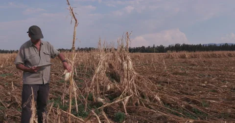 Farmer using digital tablet while inspecting corn crop devastated by drought Stock Footage 61251448