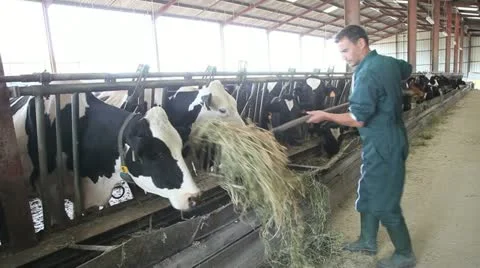 Farmer using fork in barn to feed cows Stock Footage