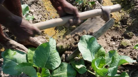 Farmer using hand tools for agricultural field farming Stock Footage 291509291
