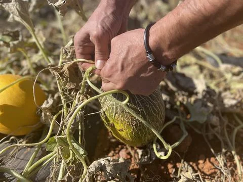Farmer using his two hands to harvest an organic cantaloupe that is nutritiou Stock Photos