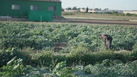 Farmer is using the hoe to clean the weeds from the plantation - slow motion Stock Footage 208393106