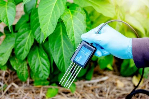 Farmer Using IoT Soil Sensor for Smart Farming Data Collection Stock Photos