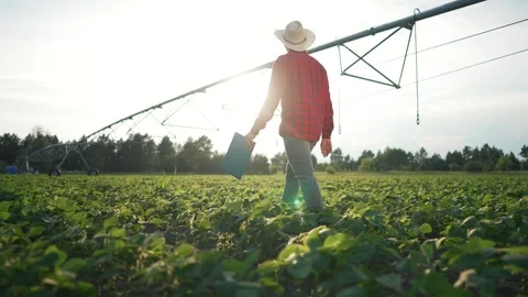 Farmer using irrigation technology field. Farmer employs advanced technology Stock Footage 317008053