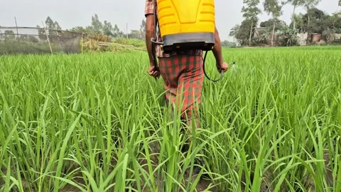 Farmer Using Knapsack Sprayer In Rice Field On Stock Footage 337690511