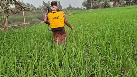 Farmer Using Knapsack Sprayer In Rice Field On Stock Footage 337690535