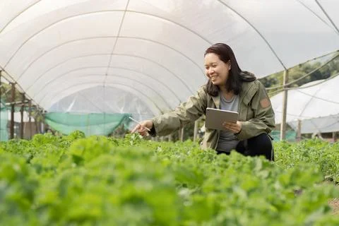 Farmer using laptop computer to conduct research in a greenhouse Stock Photos