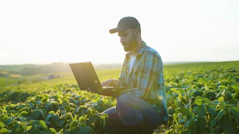 Farmer using a laptop computer in a soybean field at sunset Stock Footage 341621969