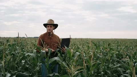 Farmer using laptop on Corn field. Cultivated field. Concept modern technology Stock Footage 137697585
