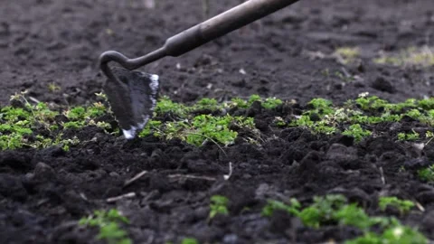 A farmer using a metal hoe to clear weeds from dark soil in a vegetable garden, Stock-Footage 339790641