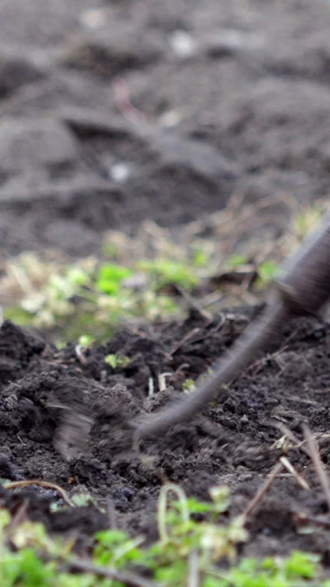 A farmer using a metal hoe for tilling dark soil in a field, representing Vídeo Stock 339790617