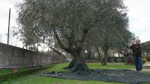 Farmer using metal stick for picking off ripe olives into the net under the tree Stock Footage 208030636