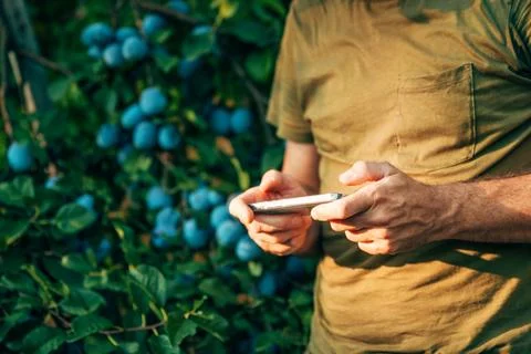 Farmer using a mobile application to manage fruit harvest in a plum orchard.. Stock Photos